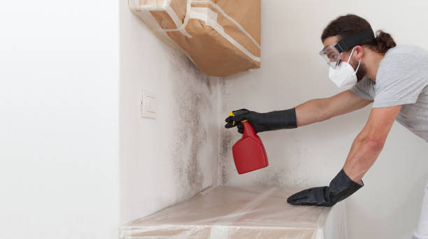 Professional Mold Removal technician working in Holland, TX