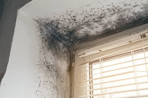 Affordable Mold Removal solutions in Holland, TX